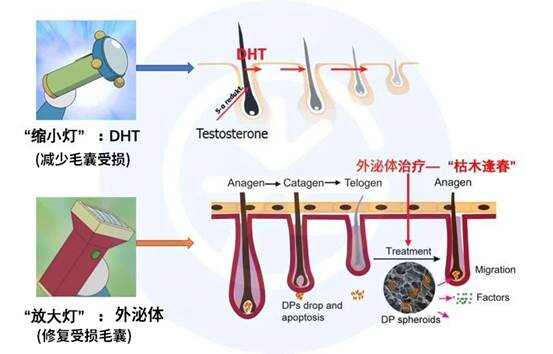 浮生若梦散 第5页