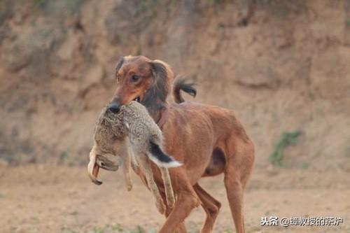 揭秘最新凉山猎犬出售信息：探索稀有犬种的市场动态与养护指南