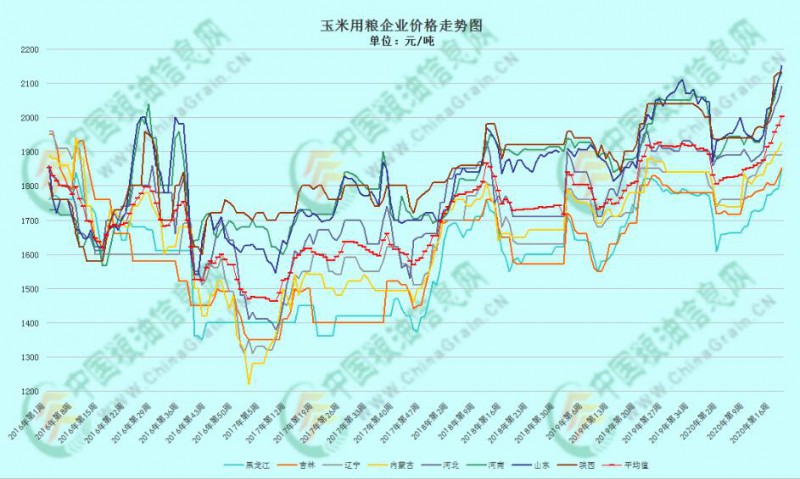 今日伊犁玉米最新行情揭秘：探索背后价格波动的警示信号与市场趋势分析