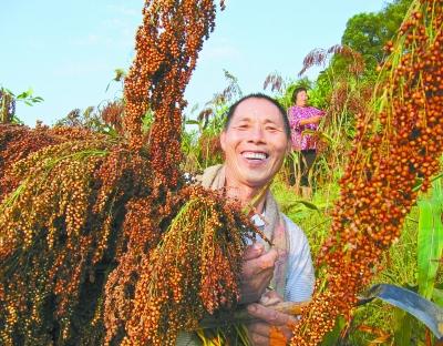 现在高粱价格最新报价,最新高粱市场价格行情