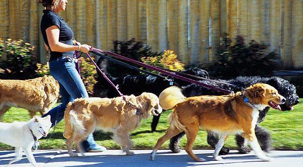 盛宠逗猫遛狗最新更新：“宠爱新篇：猫咪狗狗乐逍遥”