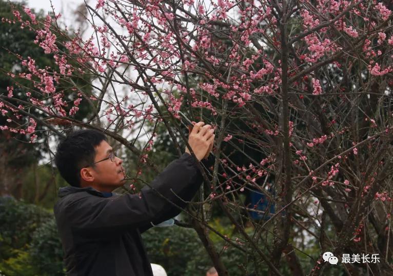 长乐梅花盛宴，最新盛况揭晓，喜讯连连！