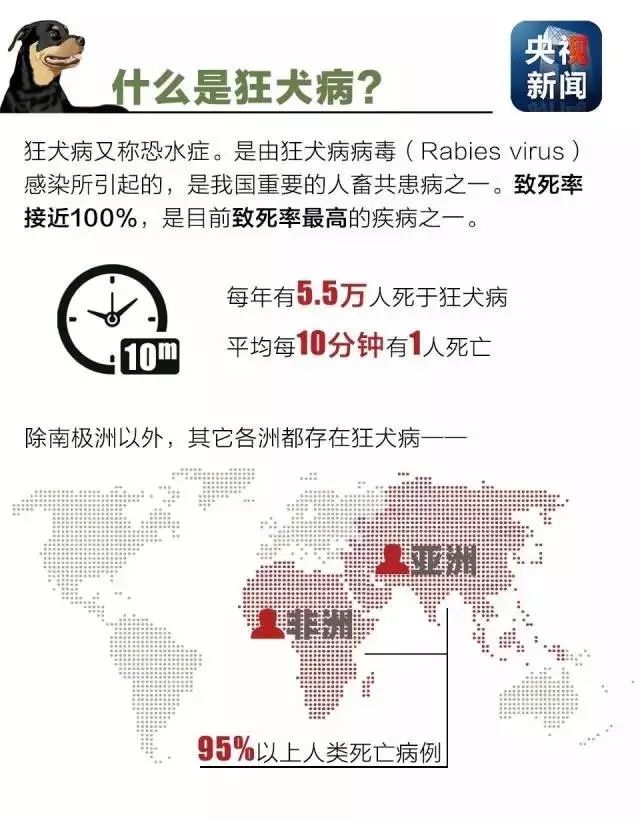 近期热议：最新狂犬病疫情动态追踪报道